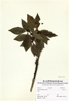 藏品(白花八角)的圖片